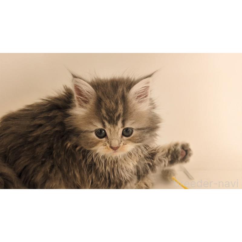 販売中の大阪府のミヌエット-133330の7枚目