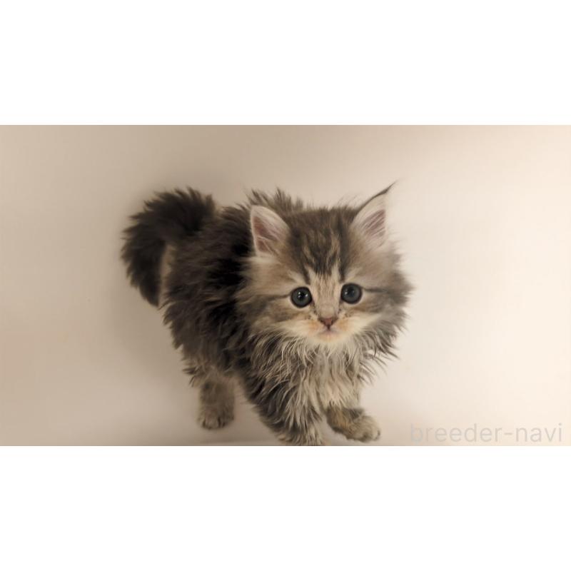 販売中の大阪府のミヌエット-133330の5枚目