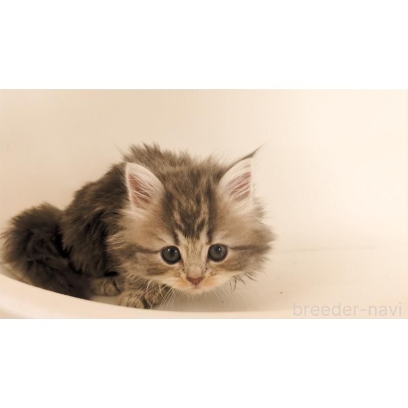 販売中の大阪府のミヌエット-133330の4枚目