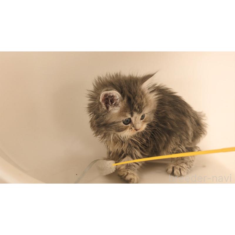 販売中の大阪府のミヌエット-133330の3枚目