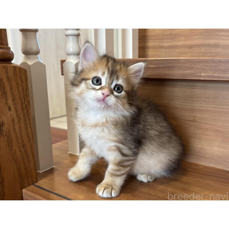 販売中の徳島県のサイベリアン-133805の8枚目