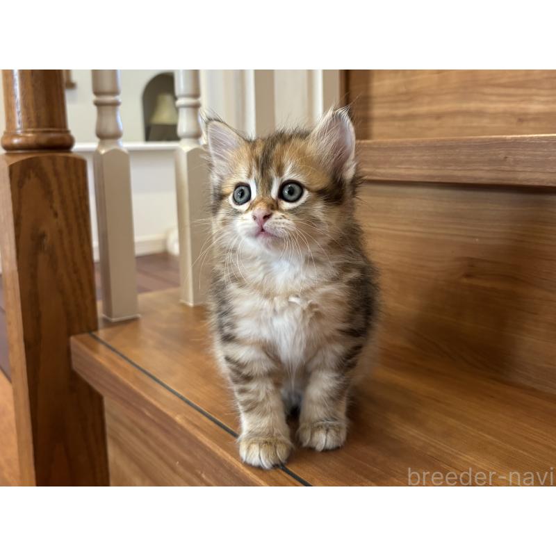 販売中の徳島県のサイベリアン-133802の8枚目