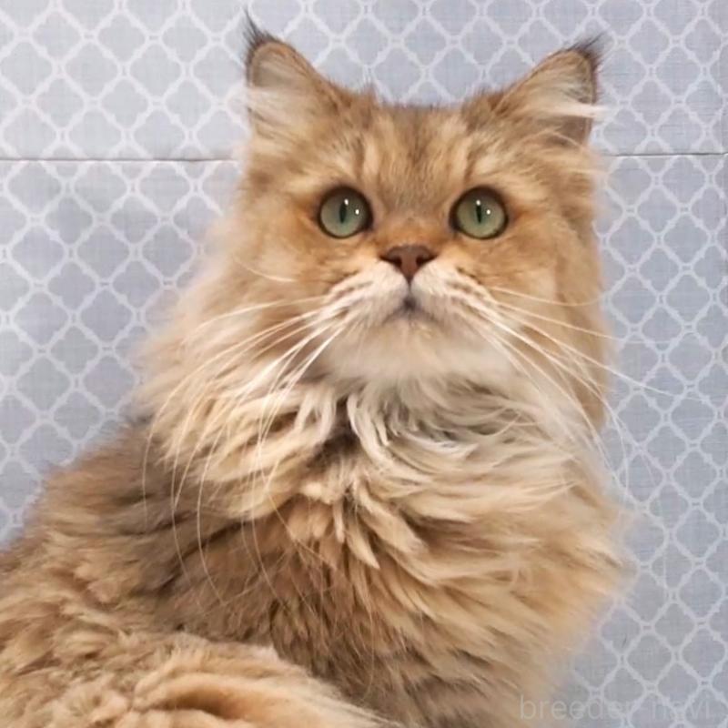 販売中の岐阜県のペルシャ(チンチラ)-133512