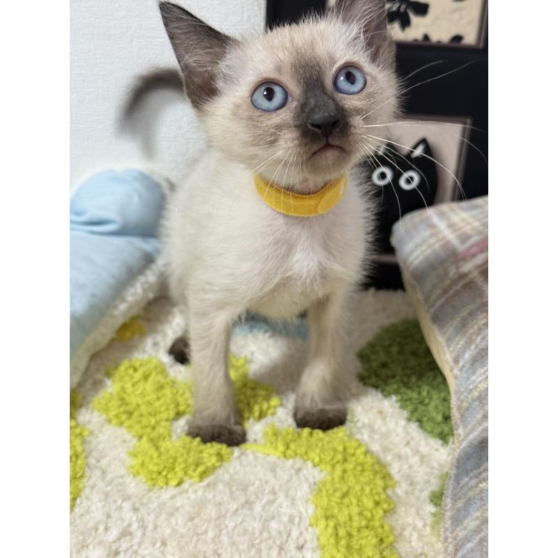 販売中の埼玉県のシャム(サイアミーズ)-134345の5枚目