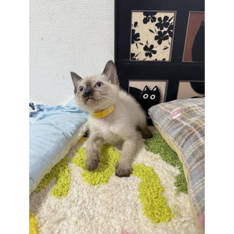 販売中の埼玉県のシャム(サイアミーズ)-134345の4枚目