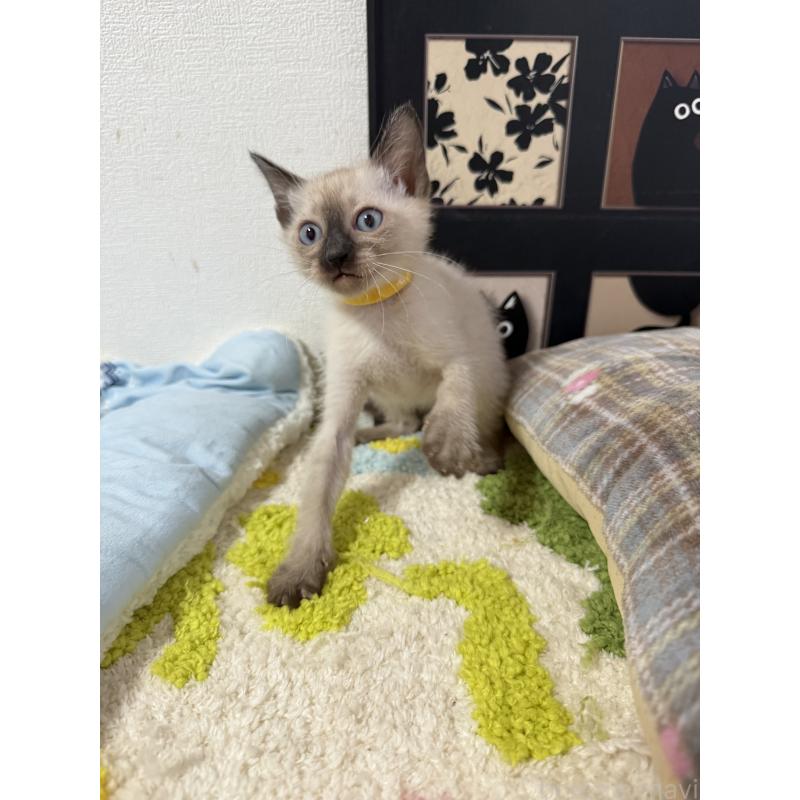 販売中の埼玉県のシャム(サイアミーズ)-134345の3枚目