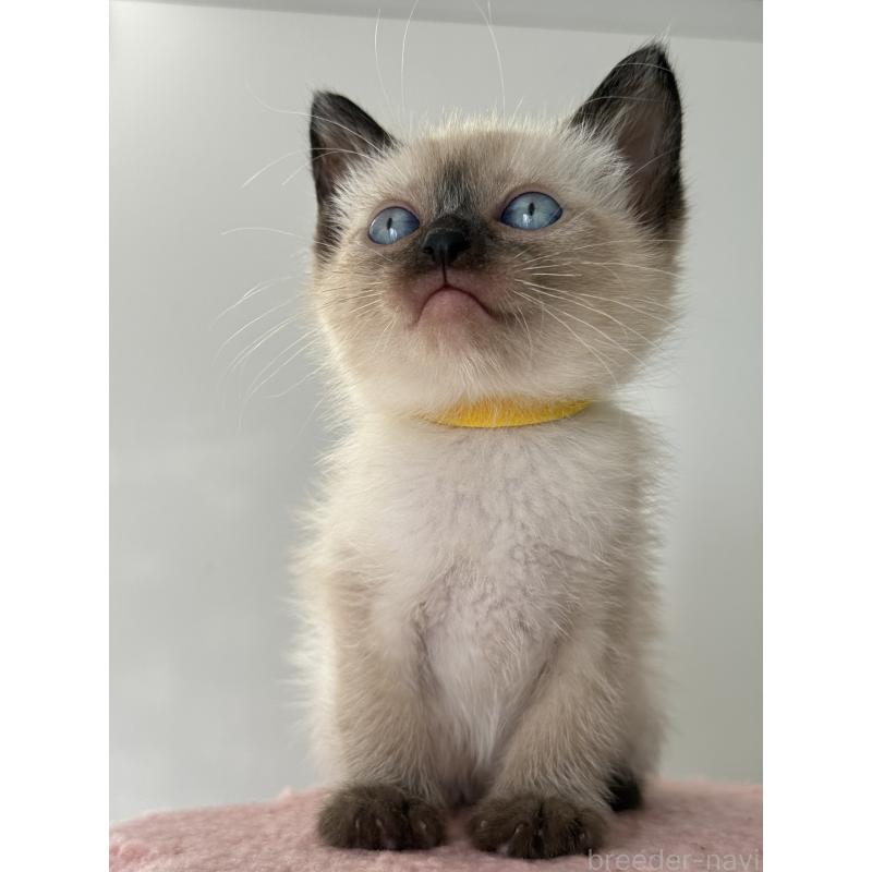 販売中の埼玉県のシャム(サイアミーズ)-134346の6枚目