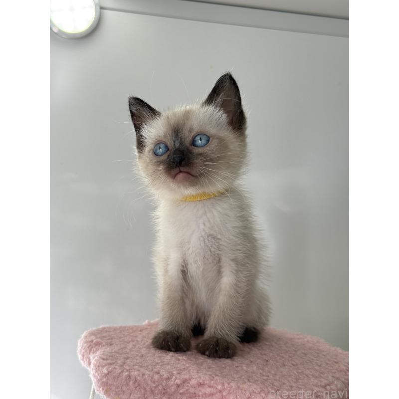 販売中の埼玉県のシャム(サイアミーズ)-134346の5枚目