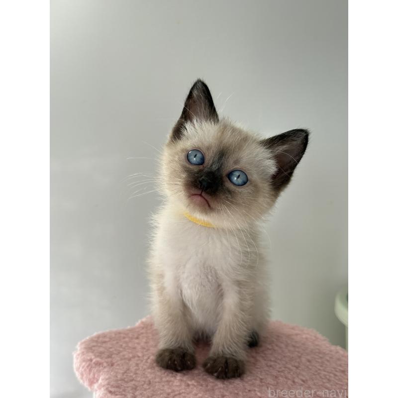 販売中の埼玉県のシャム(サイアミーズ)-134346の4枚目