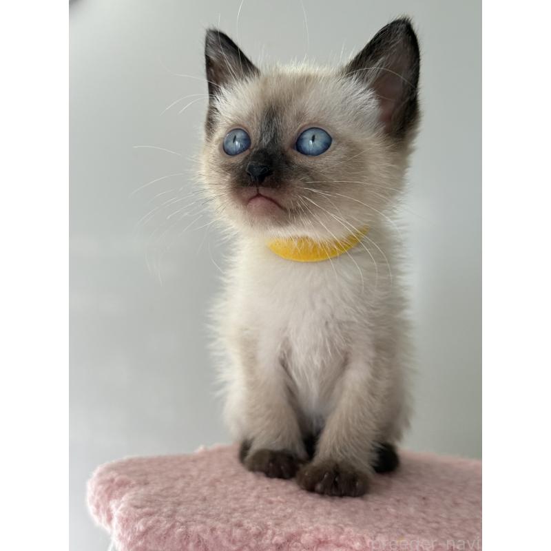 販売中の埼玉県のシャム(サイアミーズ)-134346の3枚目