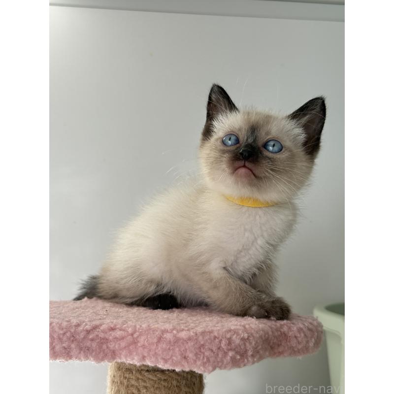 販売中の埼玉県のシャム(サイアミーズ)-134346の2枚目