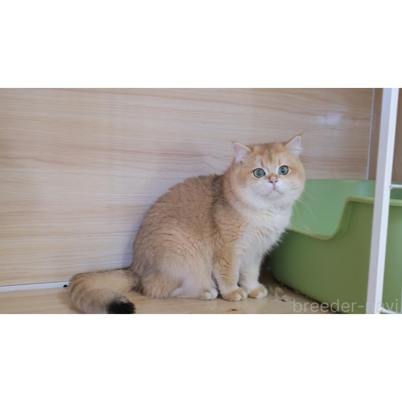 販売中の埼玉県のブリティッシュショートヘア-134355の13枚目