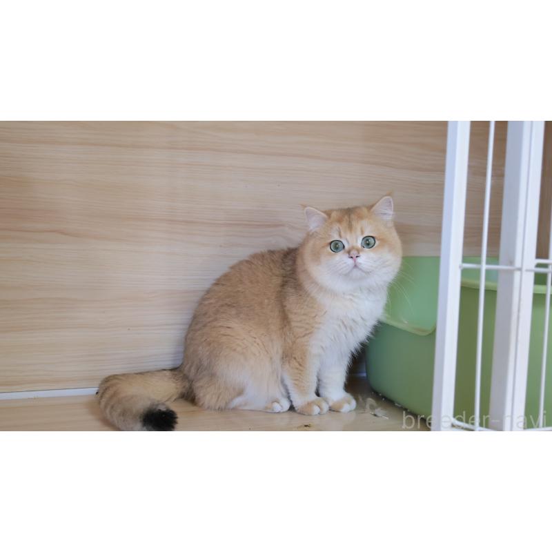 販売中の埼玉県のブリティッシュショートヘア-134355の12枚目