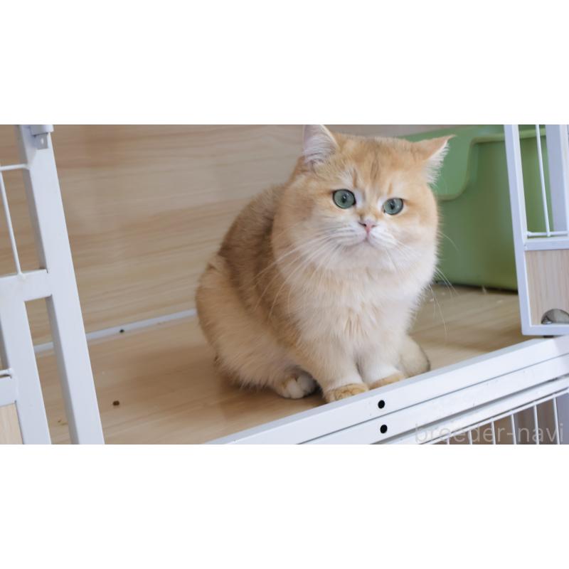 販売中の埼玉県のブリティッシュショートヘア-134355の7枚目