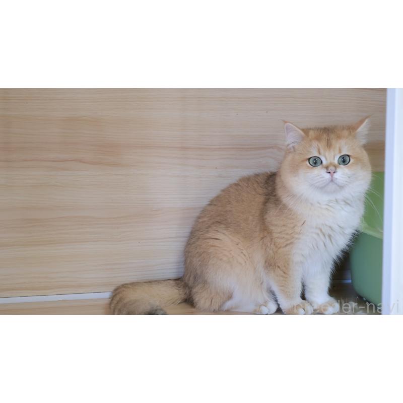 販売中の埼玉県のブリティッシュショートヘア-134355の6枚目