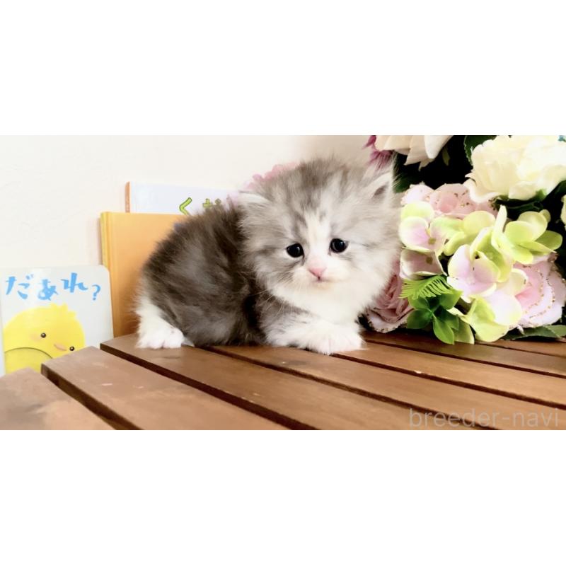 販売中の北海道のマンチカン-134356の6枚目