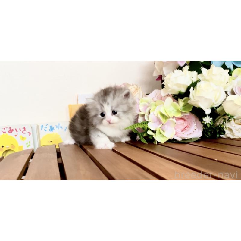 販売中の北海道のマンチカン-134356の5枚目