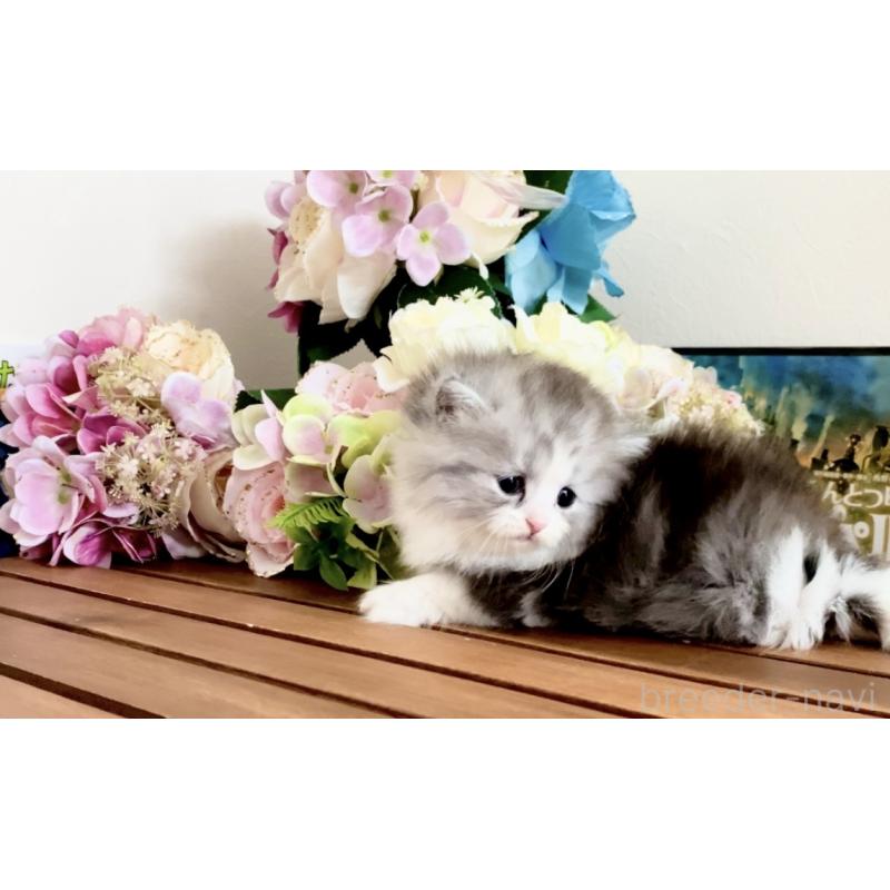 販売中の北海道のマンチカン-134356の4枚目