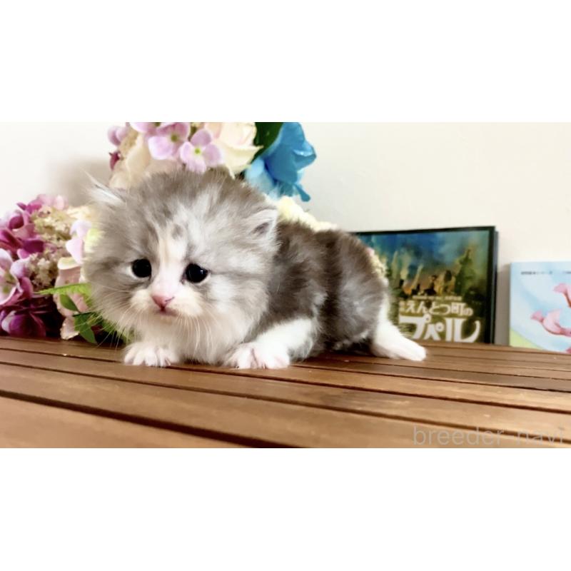 販売中の北海道のマンチカン-134356の3枚目