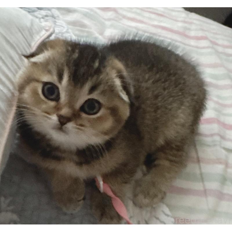 成約済の福岡県のスコティッシュフォールド-133207の25枚目