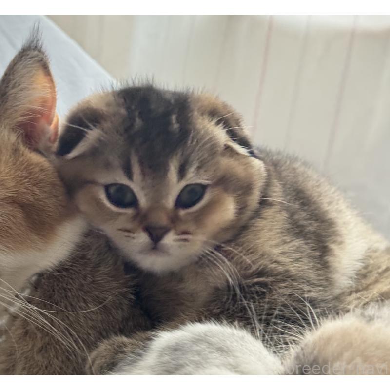 成約済の福岡県のスコティッシュフォールド-133207の24枚目