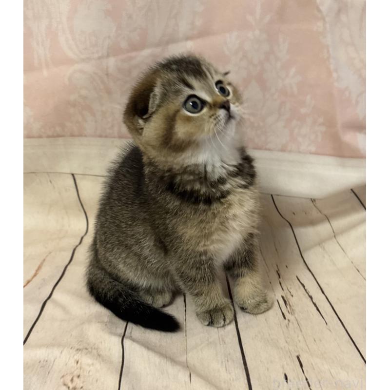 成約済の福岡県のスコティッシュフォールド-133207の22枚目