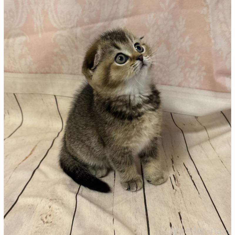 成約済の福岡県のスコティッシュフォールド-133207の21枚目