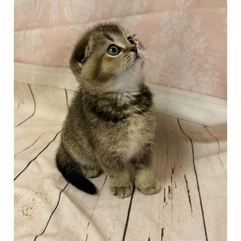 成約済の福岡県のスコティッシュフォールド-133207の20枚目