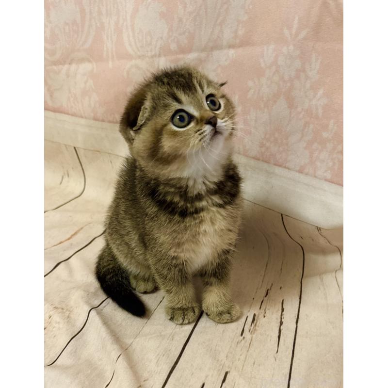 成約済の福岡県のスコティッシュフォールド-133207の19枚目