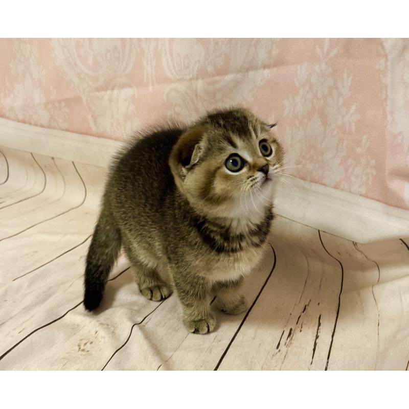 成約済の福岡県のスコティッシュフォールド-133207の18枚目