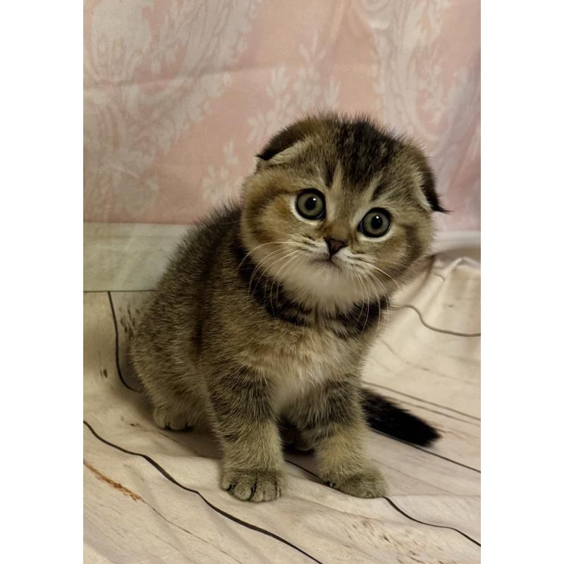 成約済の福岡県のスコティッシュフォールド-133207の17枚目