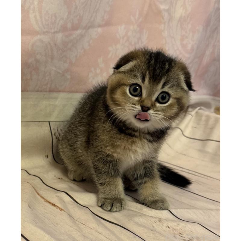 成約済の福岡県のスコティッシュフォールド-133207の16枚目