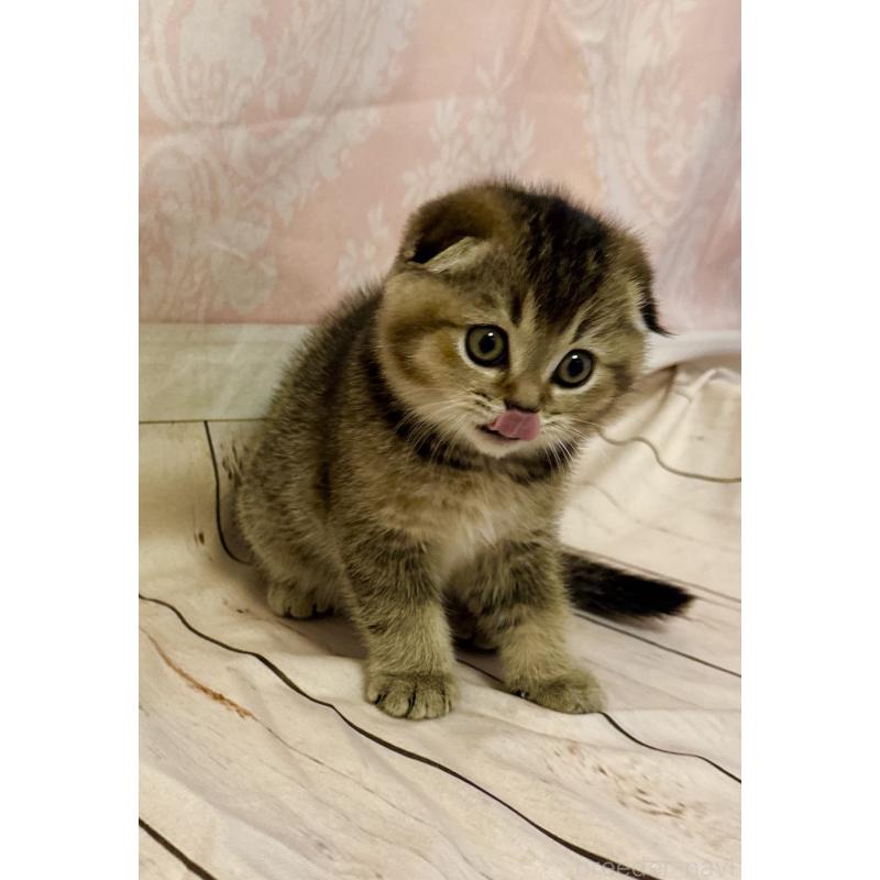 成約済の福岡県のスコティッシュフォールド-133207の15枚目