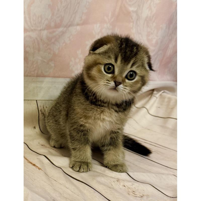 成約済の福岡県のスコティッシュフォールド-133207の14枚目