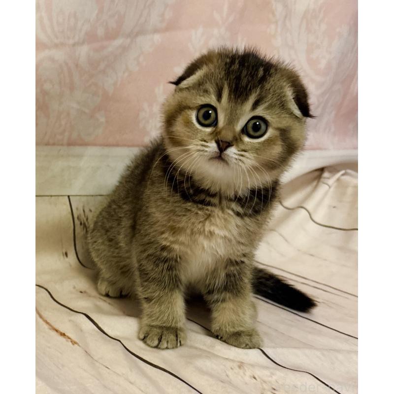 成約済の福岡県のスコティッシュフォールド-133207の13枚目