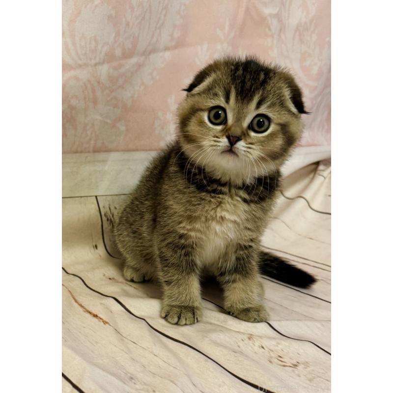 成約済の福岡県のスコティッシュフォールド-133207の12枚目