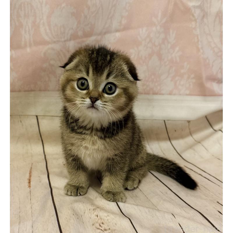 成約済の福岡県のスコティッシュフォールド-133207の11枚目