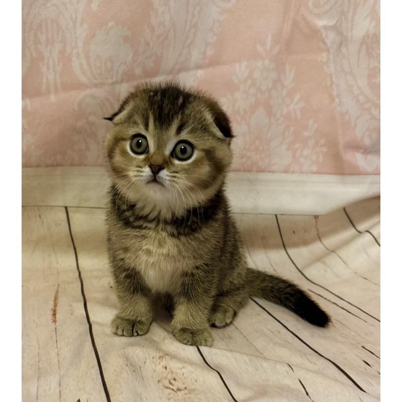 成約済の福岡県のスコティッシュフォールド-133207の10枚目