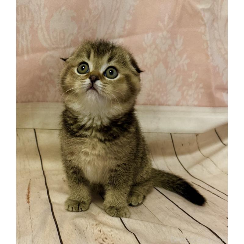 成約済の福岡県のスコティッシュフォールド-133207の8枚目