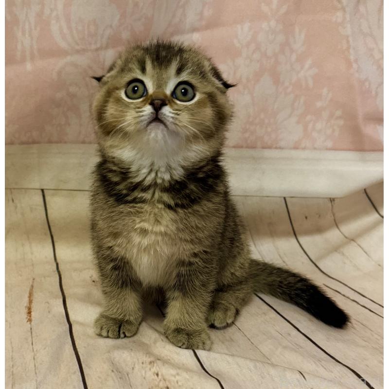 成約済の福岡県のスコティッシュフォールド-133207の7枚目