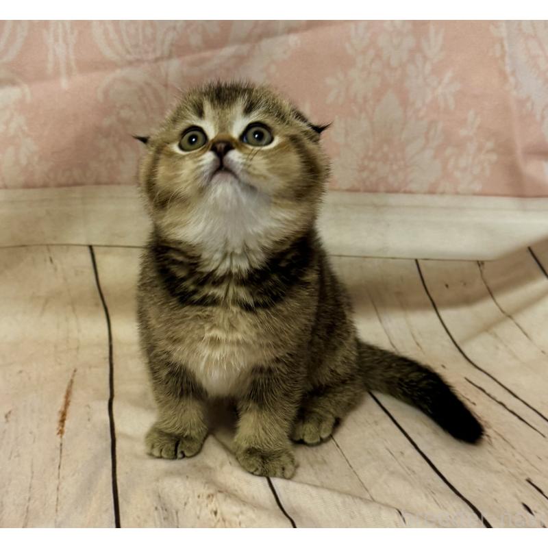 成約済の福岡県のスコティッシュフォールド-133207の6枚目