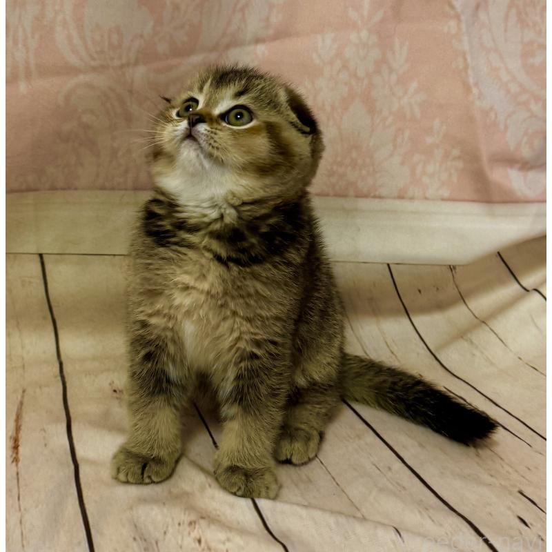 成約済の福岡県のスコティッシュフォールド-133207の5枚目