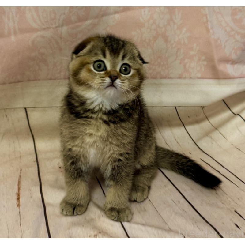 成約済の福岡県のスコティッシュフォールド-133207の3枚目