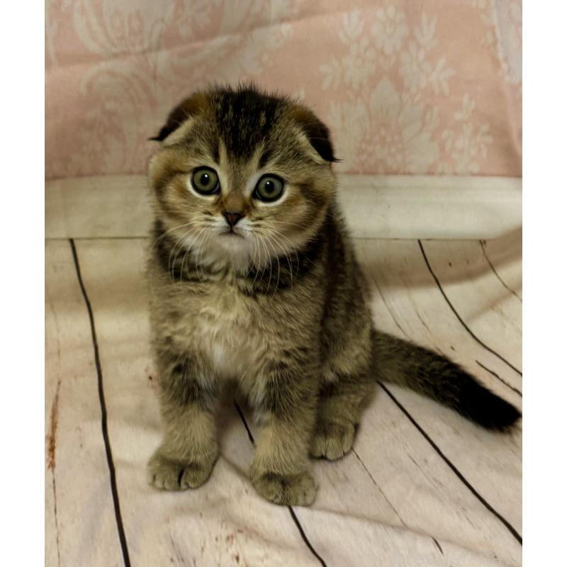 成約済の福岡県のスコティッシュフォールド-133207の2枚目