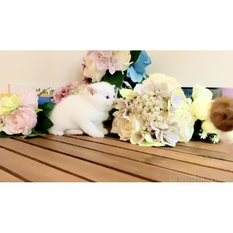 販売中の北海道のマンチカン-134358の4枚目