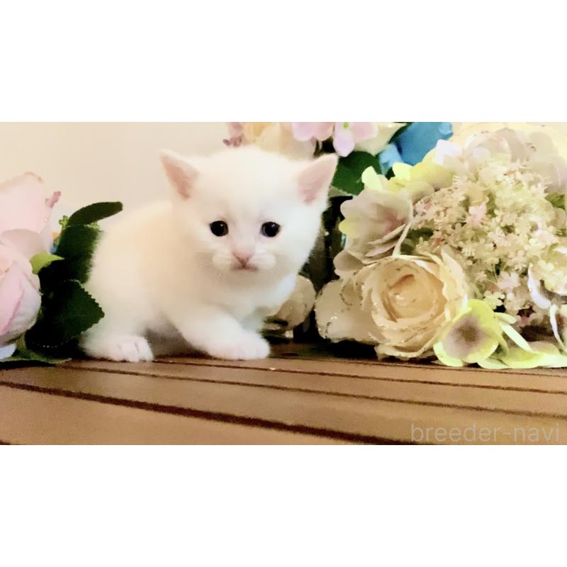 販売中の北海道のマンチカン-134358の3枚目