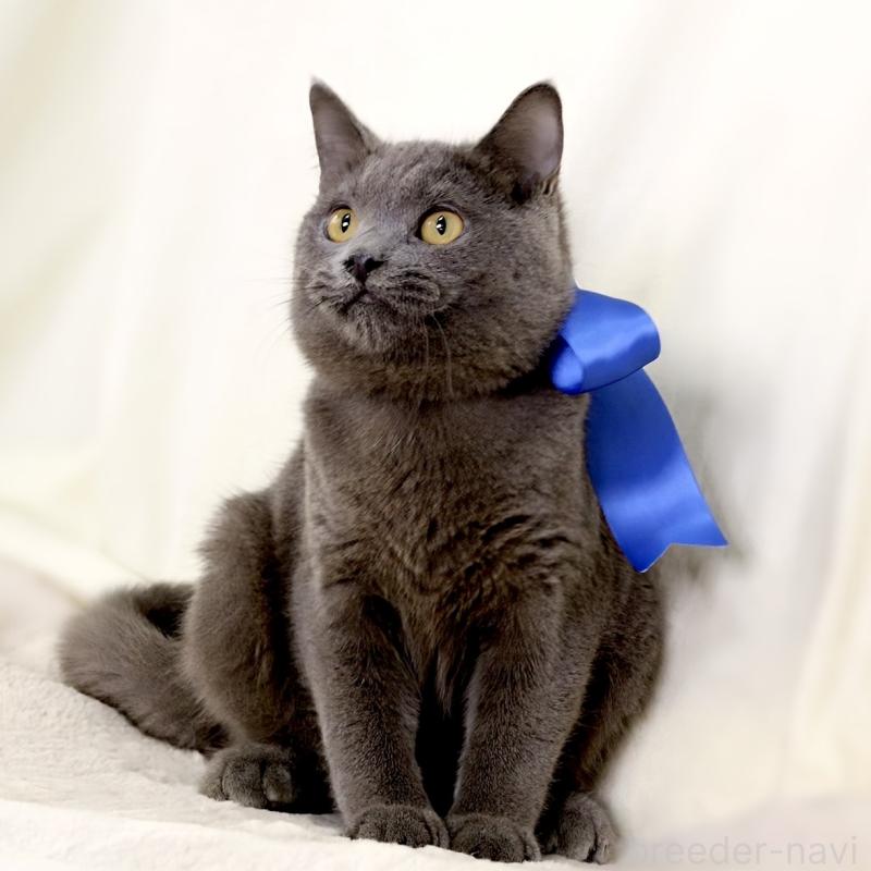 成約済の栃木県のマンチカン-133421の10枚目