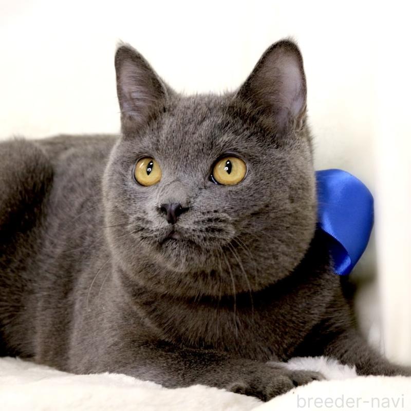 成約済の栃木県のマンチカン-133421の9枚目