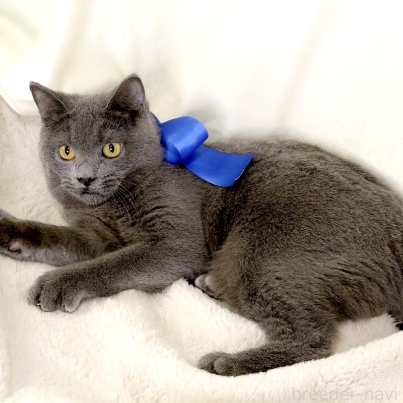 成約済の栃木県のマンチカン-133421の8枚目