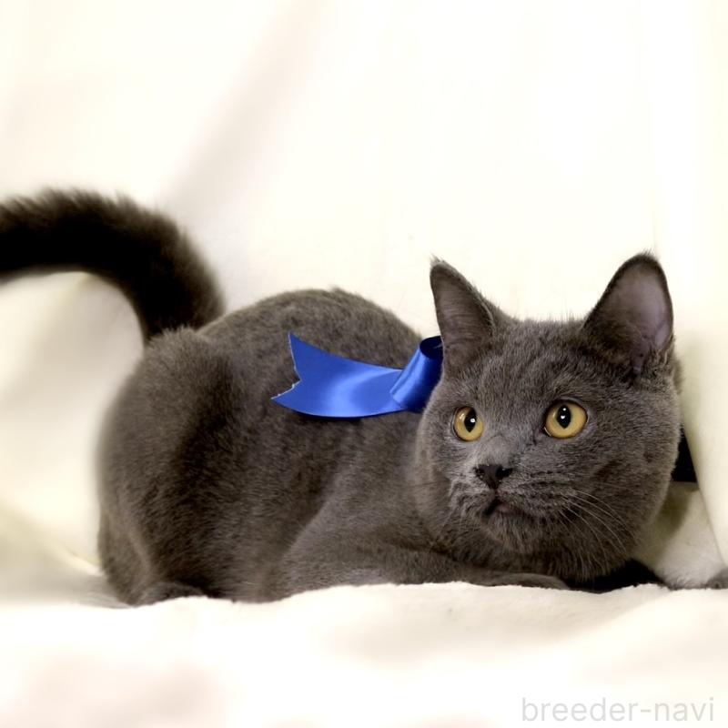 成約済の栃木県のマンチカン-133421の7枚目